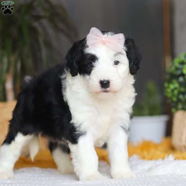 Jellybean, Mini Sheepadoodle Puppy
